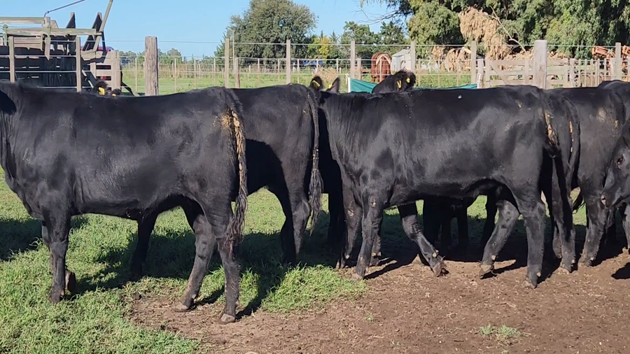 Lote 52 Vaquillonas en Tandil