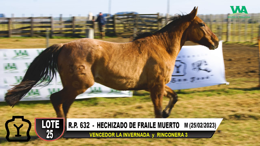 Lote HECHIZADO DE FRAILE MUERTO
