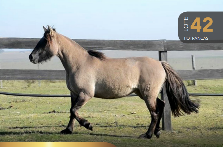 Lote Aquerenciada Tapada
