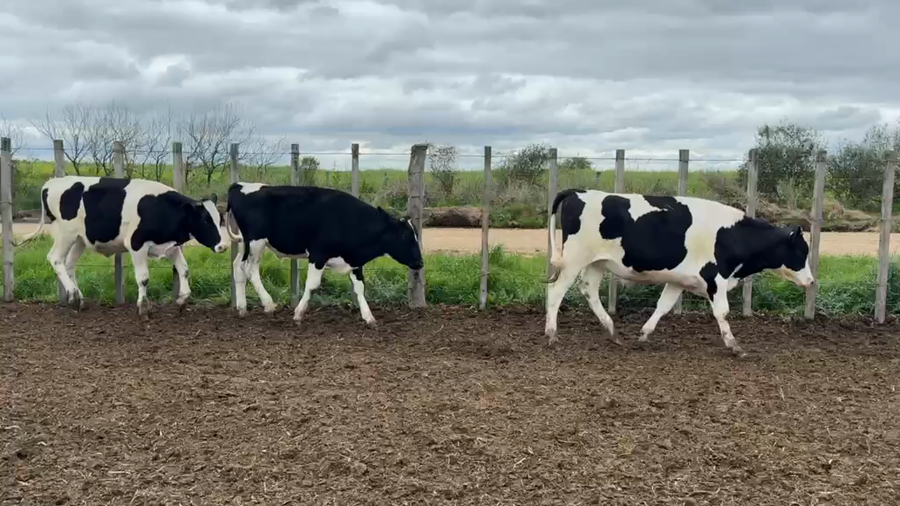 Lote NOVILLOS 1 a 2 AÑOS