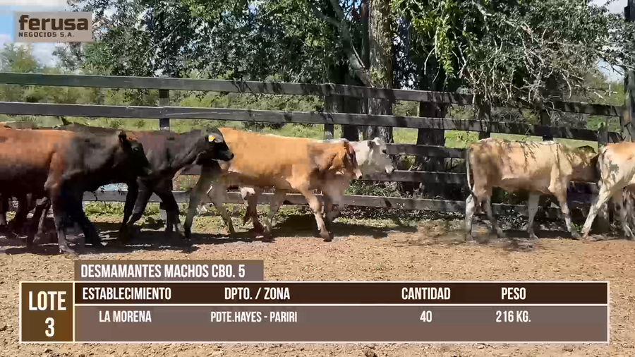 Lote LOTE 3