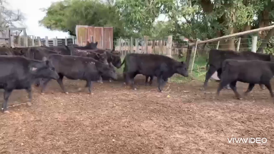 Lote 60 Terneras en Dolores, Buenos Aires