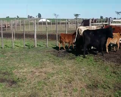 Lote (Vendido)6 Piezas de cría a remate en Pantalla Carmelo en JUAN GONZALEZ