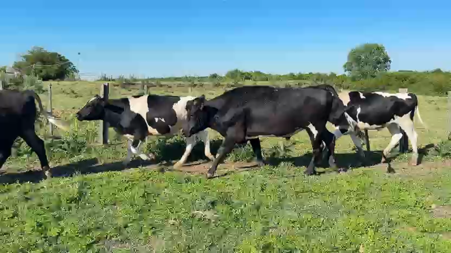 Lote NOVILLOS 1 a 2 AÑOS