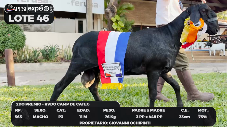 Lote LOTE 46 - BOZAL