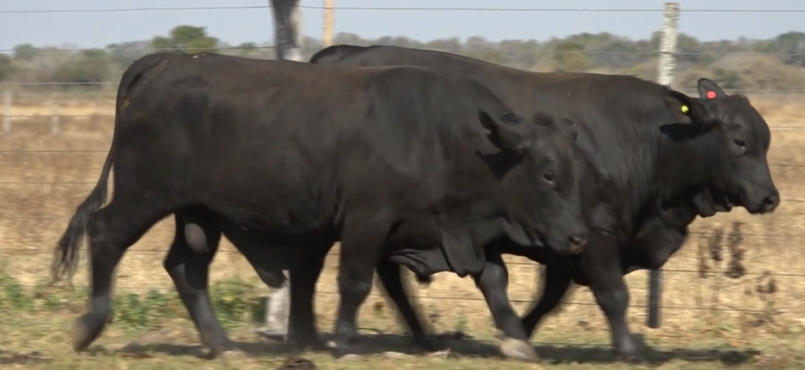 Lote TOROS(CORRAL 1)BRANGUS "CABAÑA DON ADRIANO"