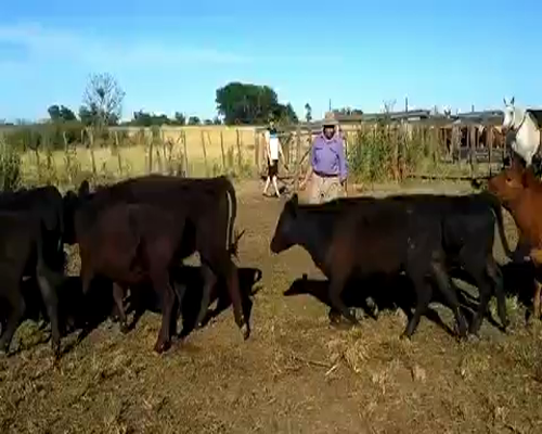 Lote 40 Terneros/as en San Andrés de Giles, Buenos Aires