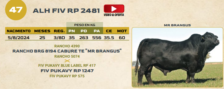 Lote LOTE 47