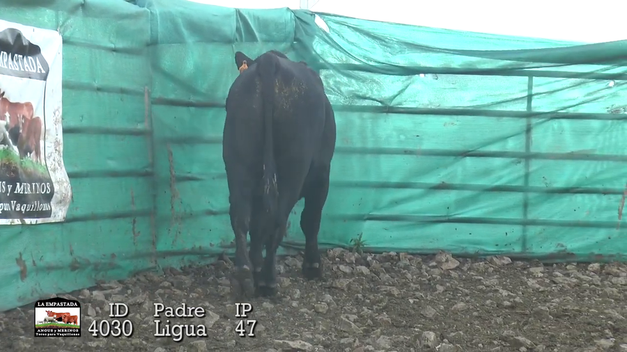 Lote Lote 15