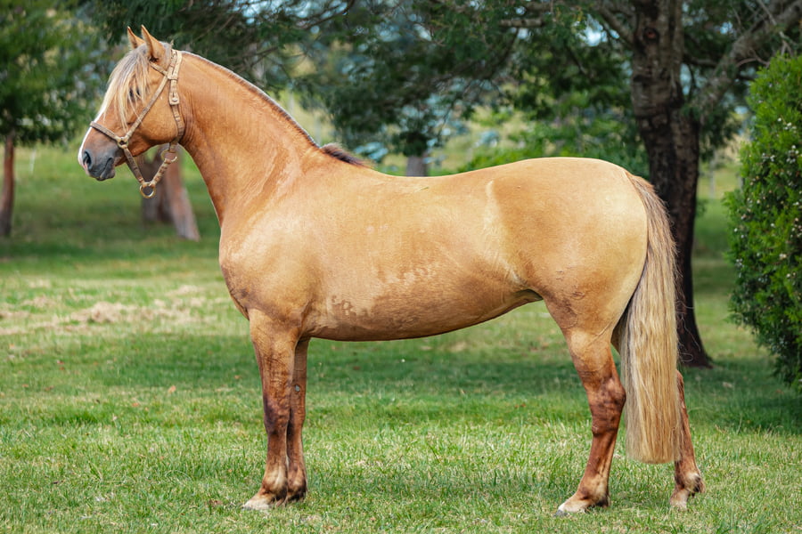 Lote Tobogan Tormenta