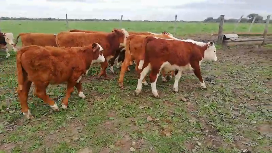 Lote 90 Terneros/as en Federal, Entre Ríos