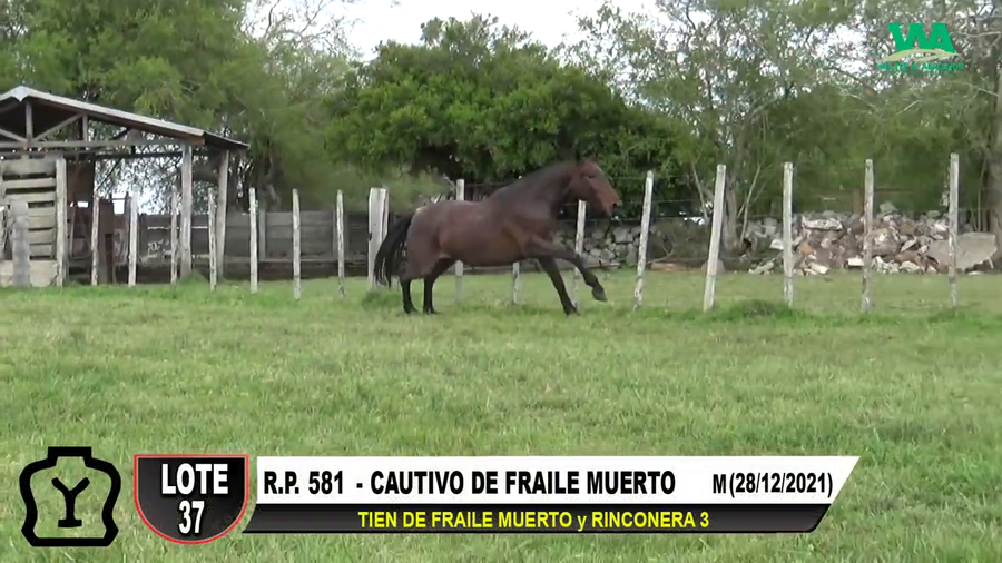 Lote CAUTIVO DE FRAILE MUERTO