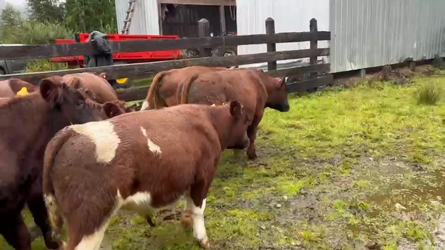 Lote 14 Ternero en Cisnes, XI Región Aysén