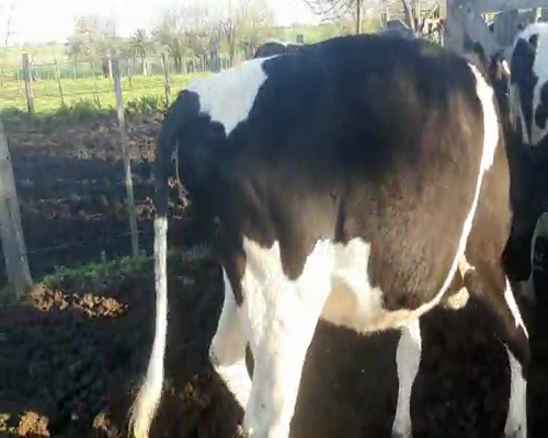 Lote 5 Vaquillonas  HOLANDO a remate en Pantalla Aniversario 450kg - , San José