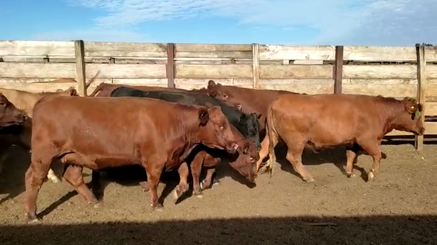 Lote 20 Vaquilla Gorda en Los Ángeles, VIII Región Biobío