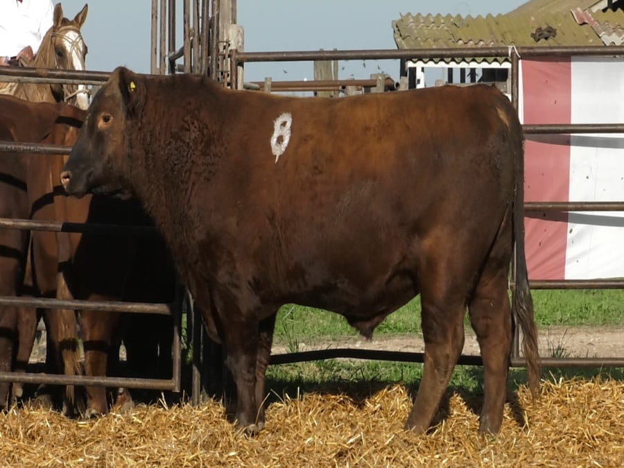 Lote TOROS ANGUS COLORADOS PC
