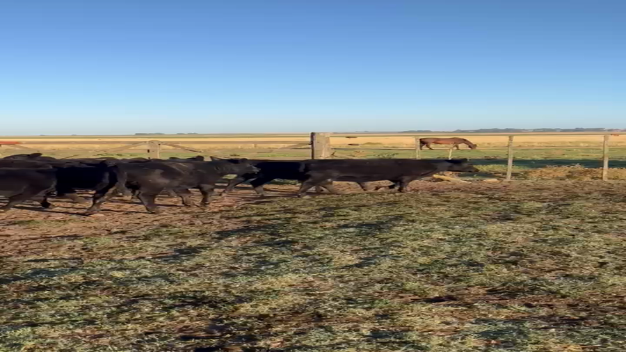 Lote 50 Terneras en Chillar