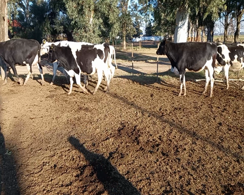 Lote VAQUILLONA PREÑADA 1 DELBINO OMAR