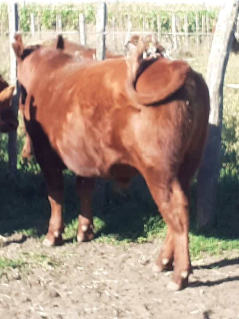 Lote 13 Terneros en Gral. Lamadrid, Buenos Aires