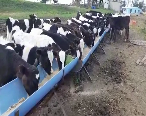 Lote 40 Terneros HOLANDO 130kg - , San José