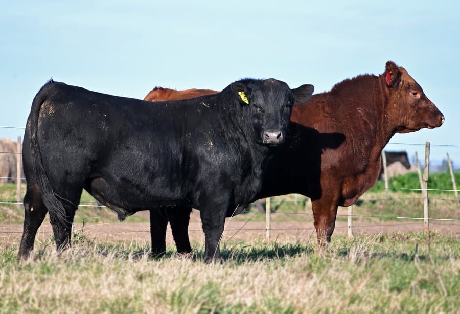 Lote TOROS PUROS DE PEDIGREE