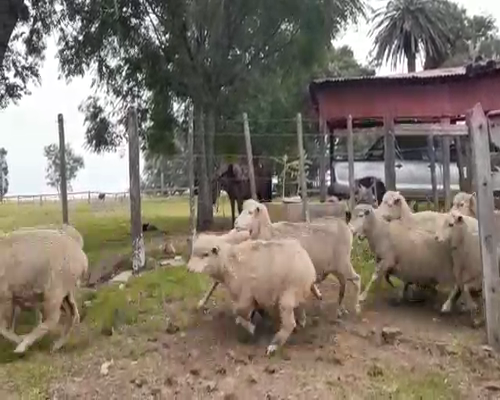 Lote 300 Borregas en Artigas