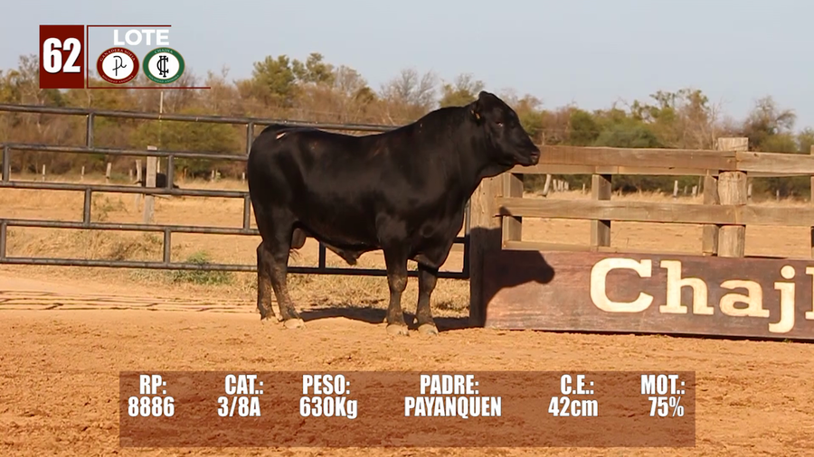 Lote Lote 62
