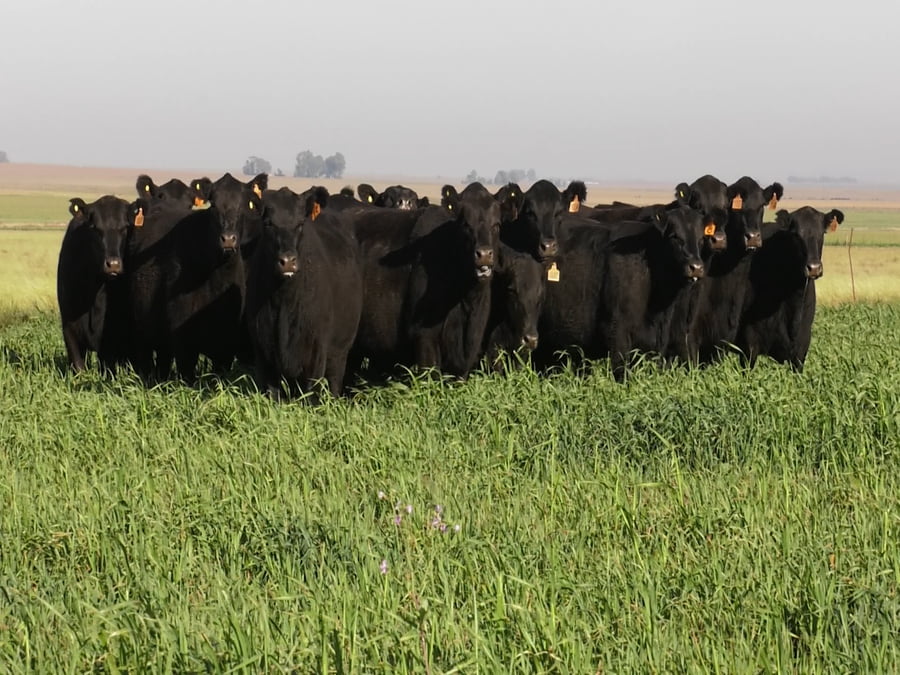 Lote VAQ. ANGUS NEGRAS BASE C/GTÍA DE PREÑEZ
