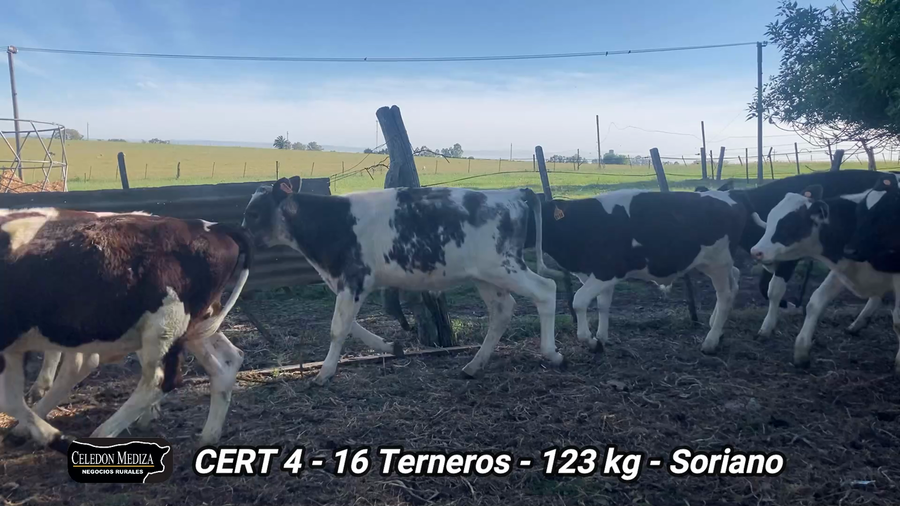 Lote 16 Terneros en José Enrique Rodó, Soriano