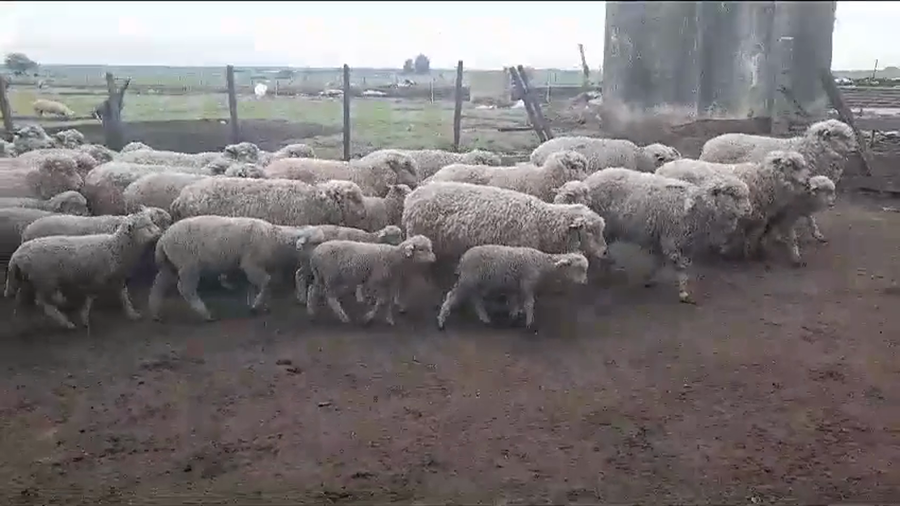 Lote (Vendido)50 Piezas de cría IDEAL a remate en #35 Pantalla Carmelo en NUEVA PALMIRA