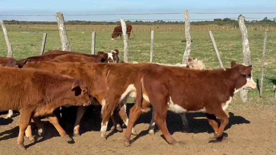 Lote 80 Terneros/as en Corrientes, Mercedes