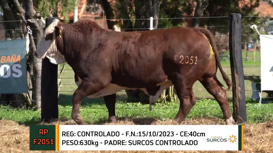 Lote TOROS BRAFORD 2023