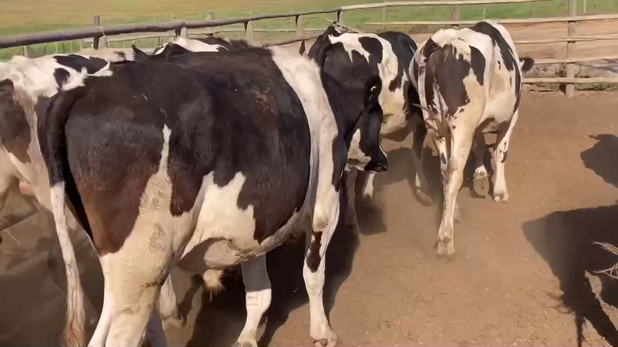 Lote 20 Novillo Gordo en Melipilla, Región Metropolitana