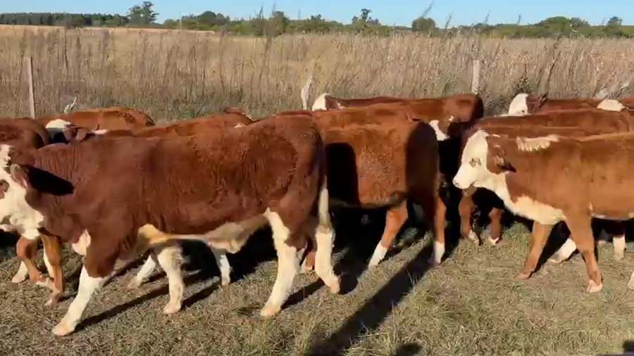 Lote 30 Terneros/as