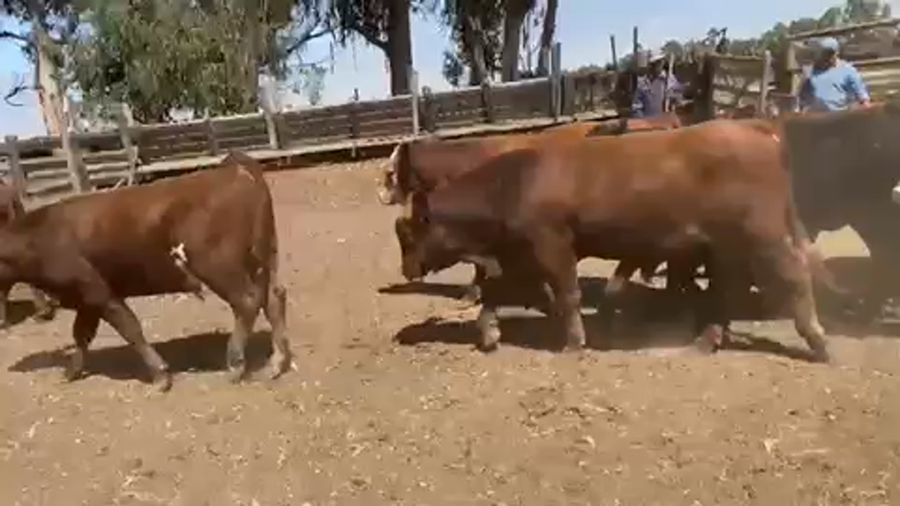 Lote 35 Ternero en San Antonio, V  Región Valparaíso