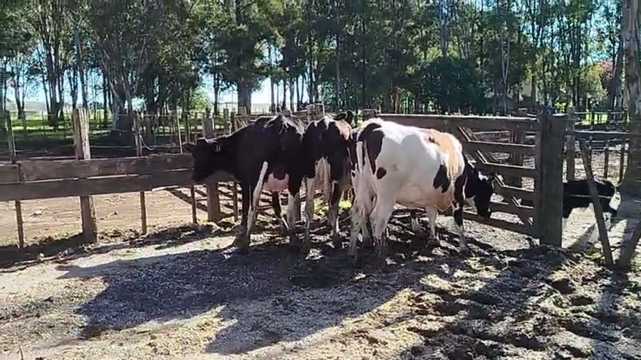 Lote 4 Vaquillonas  a remate en Pantalla Camy 480kg - , San José
