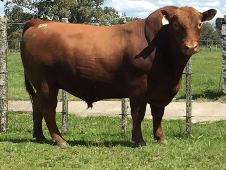 Lote Toros a remate en Cabaña Rebenque , Florida