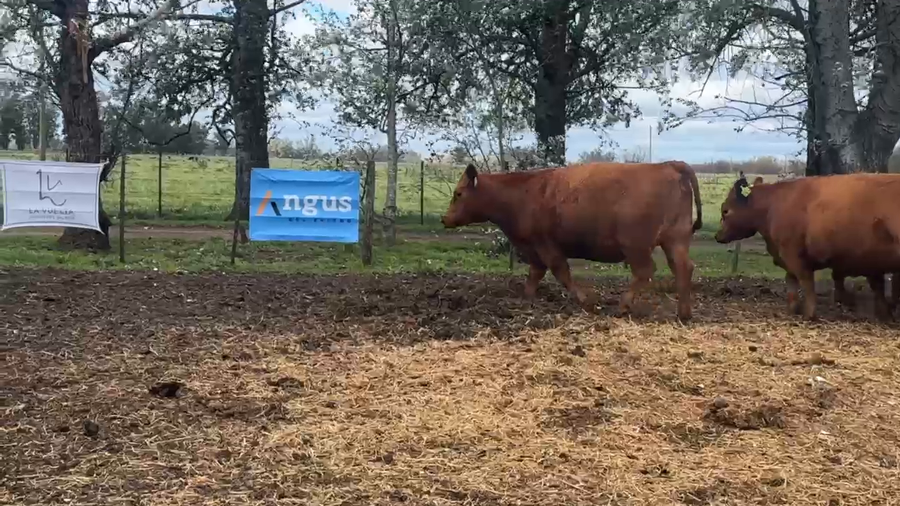 Lote 7 Vaquillonas PC preñadas