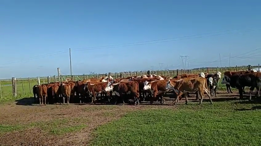 Lote 100 Terneras
