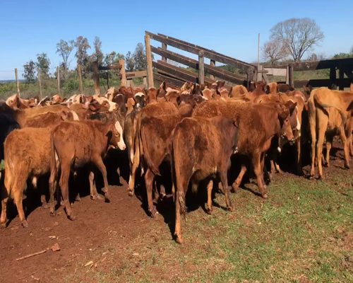 Lote 70 Terneros en Ituzaingó, Corrientes
