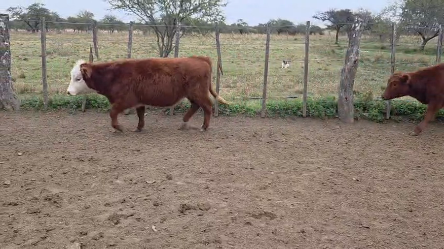 Lote 110 Terneras