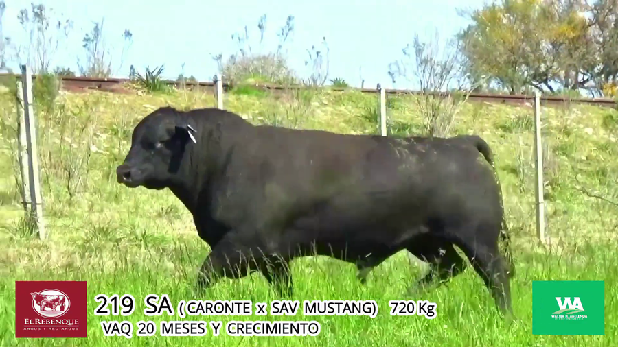 Lote Toros a remate en Angus el Rebenque  en Asociación Rural de Florida