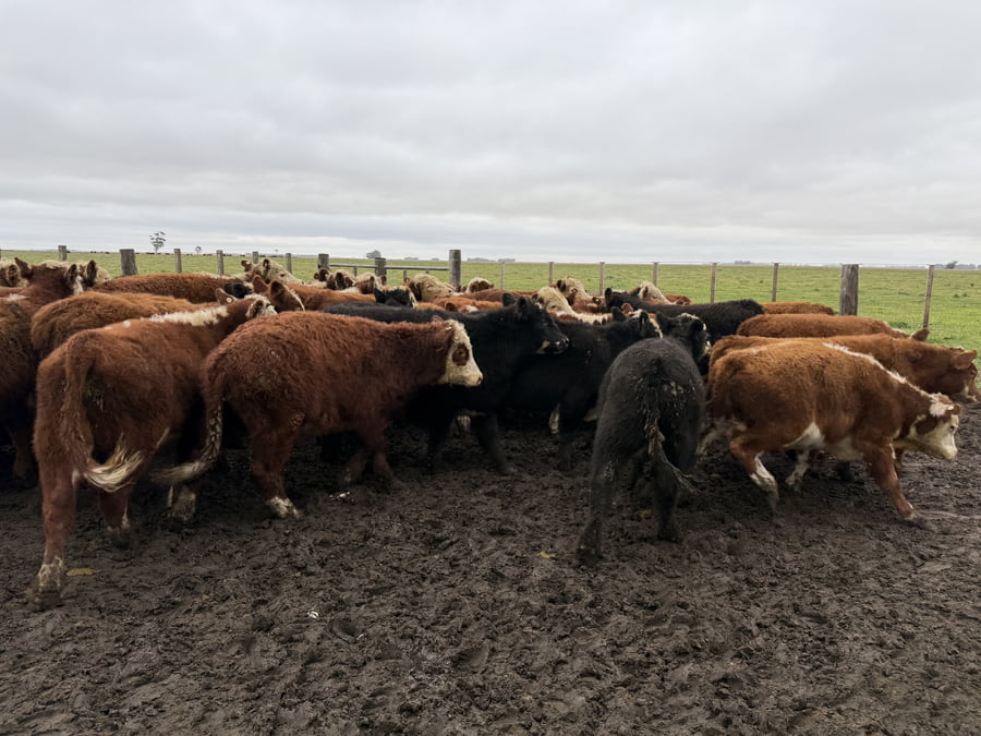 Lote 55 Terneros en Coronel Dorrego