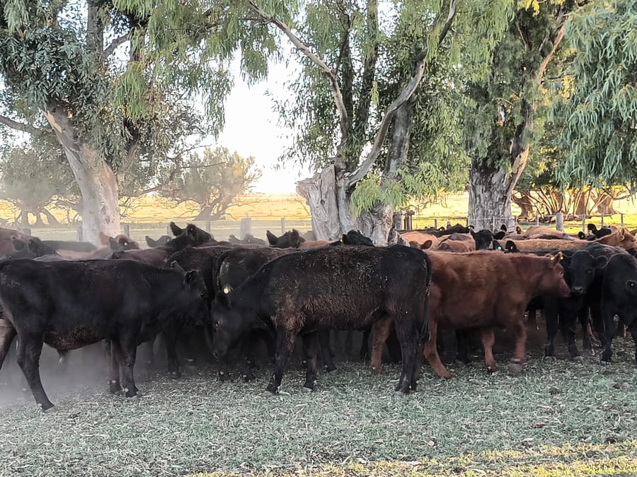 Lote 50 Terneros en Buenos Aires, Las Flores