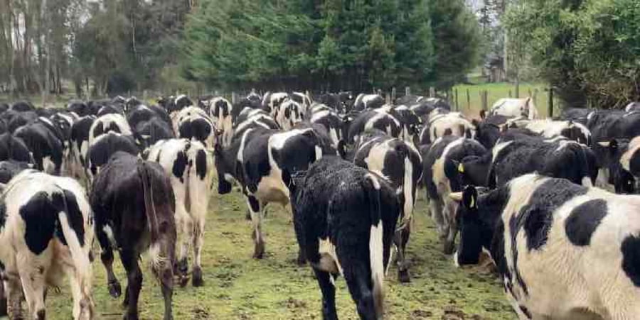 Lote 60 Novillo Engorda en Osorno, X Región Los Lagos