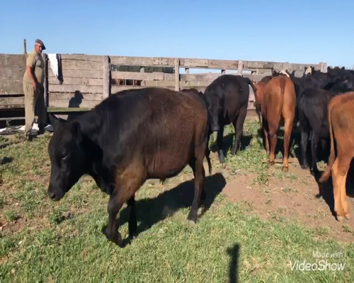 Lote 50 Novillitos en Daireaux, Buenos Aires