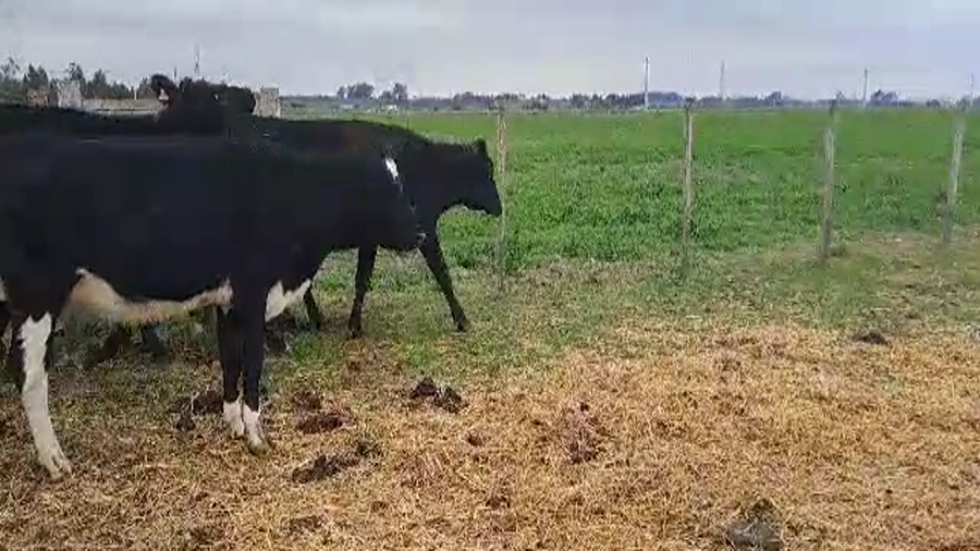 Lote 6 VAQ.ENTORADAS