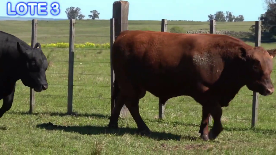 Lote Toros