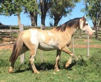 Lote RC DESEADO