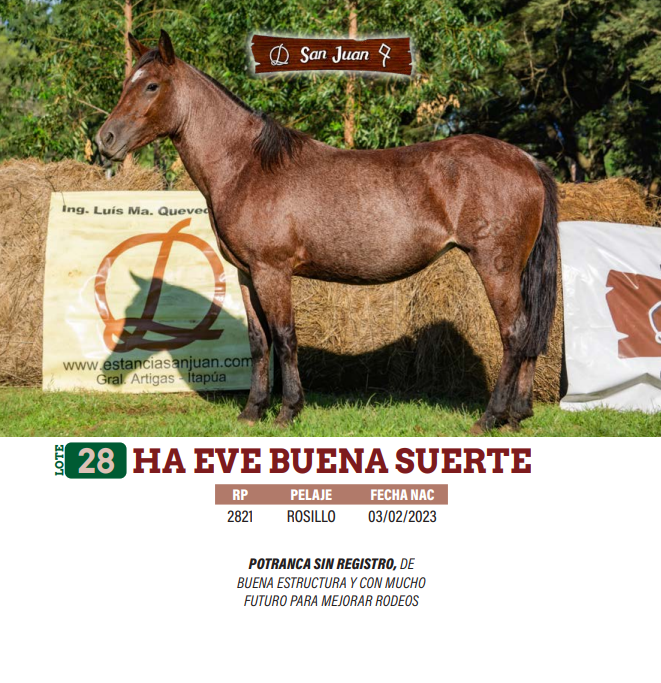 Lote LOTE 28